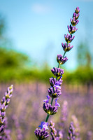 Standing tall in the Lavender Field