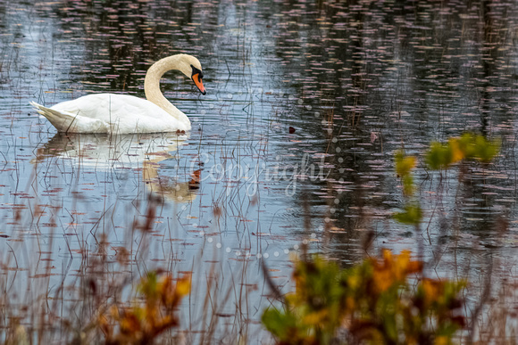 Mute Swan in the NJ Pinelands
