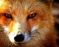 8x10_print_fox
