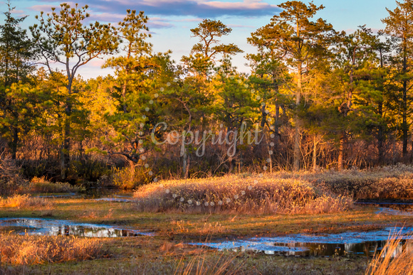 Serenity in the Pinelands