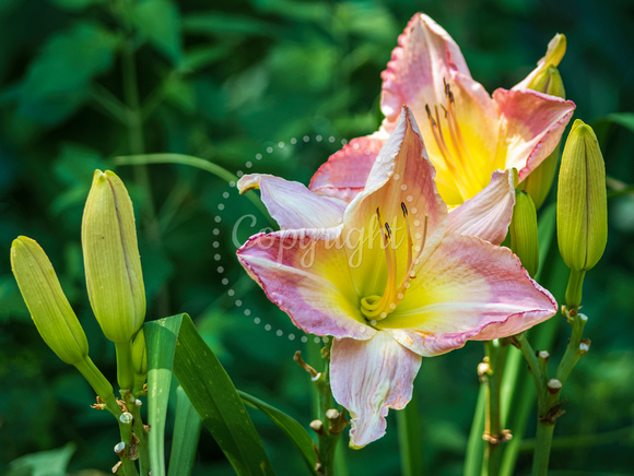 Pink and Yellow Lilies